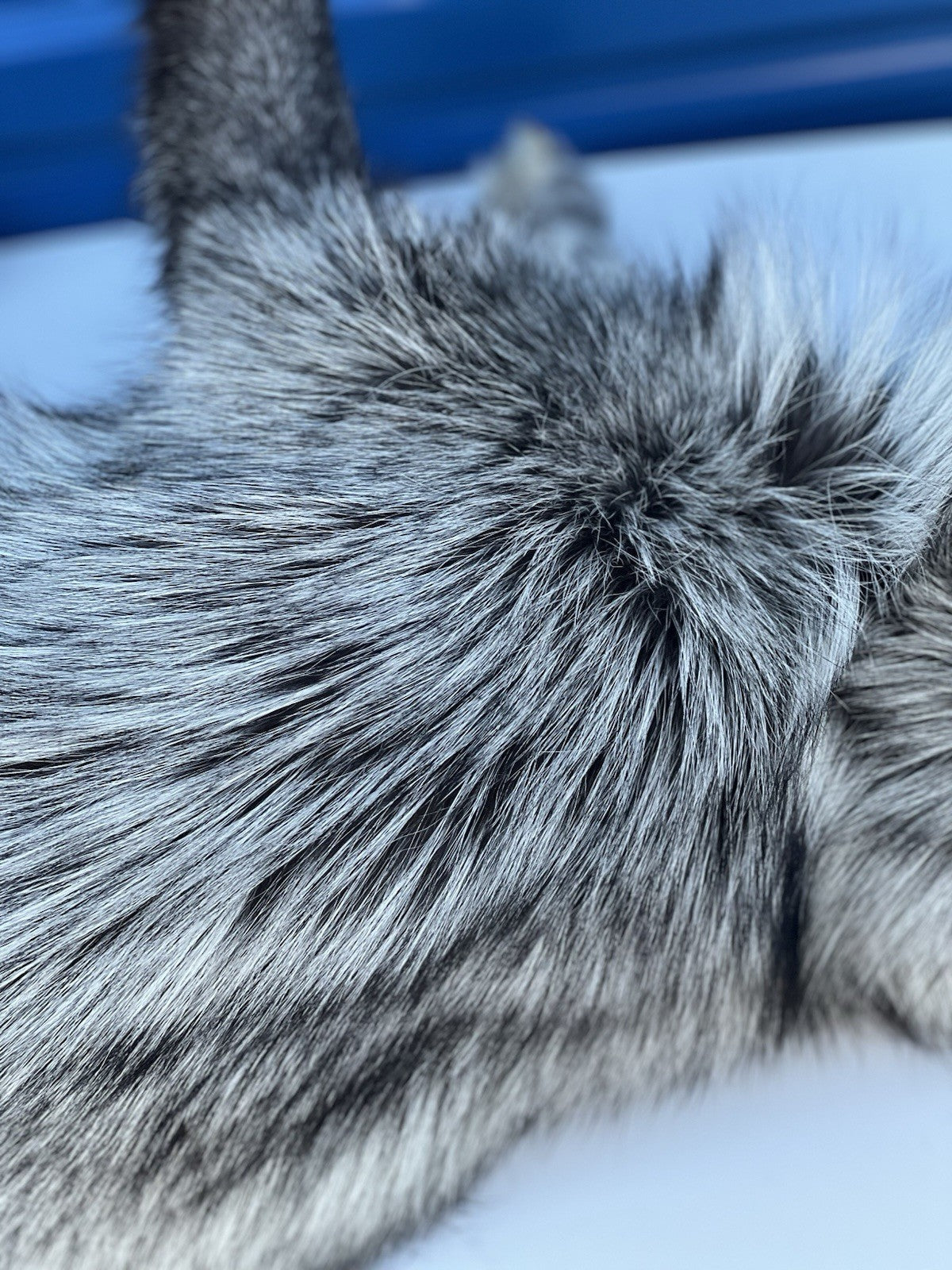 Beautiful Darker Silver Fox Softmount  Taxidermy