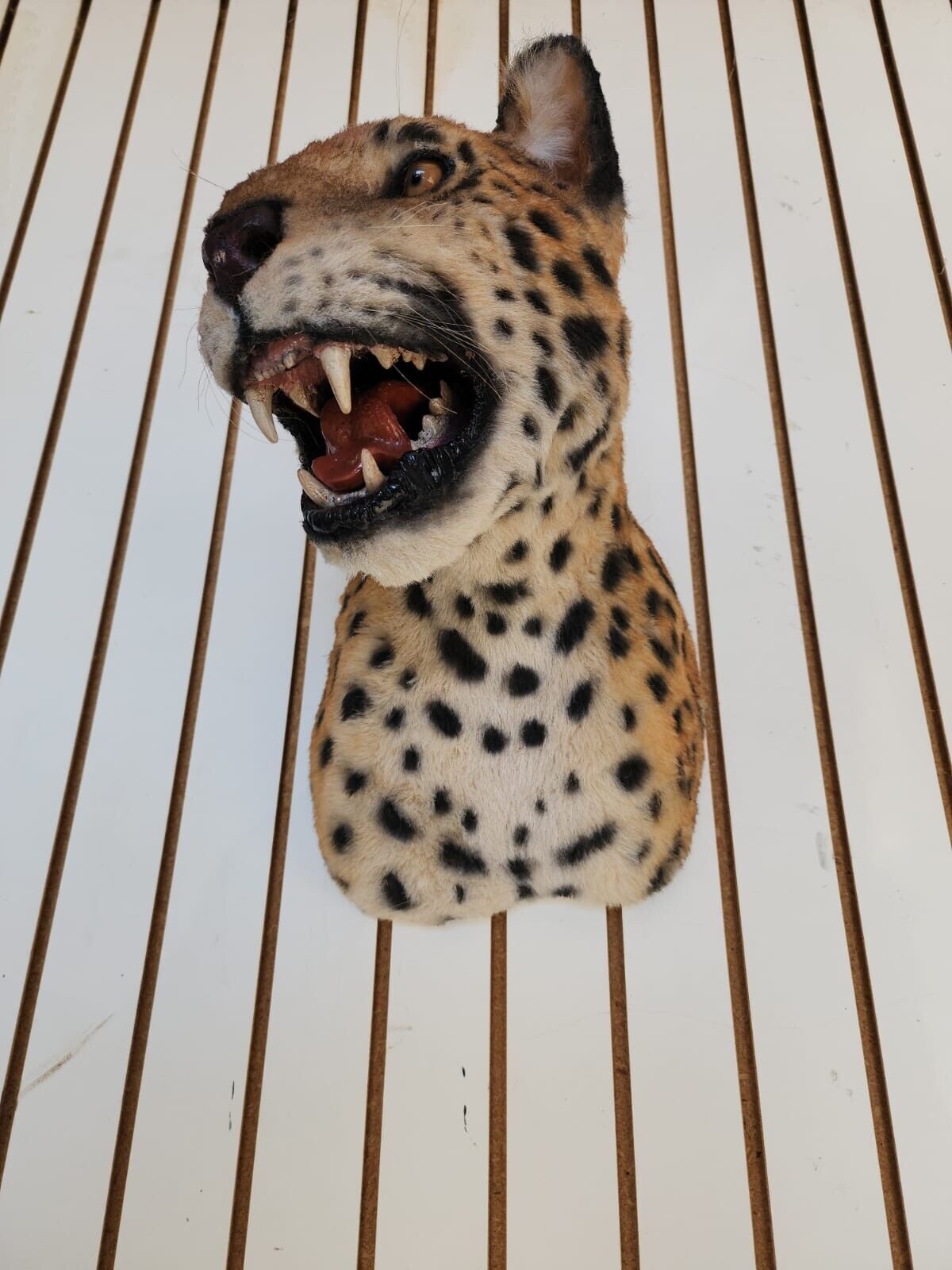 Reproduction Jaguar Shoulder Mount Taxidermy