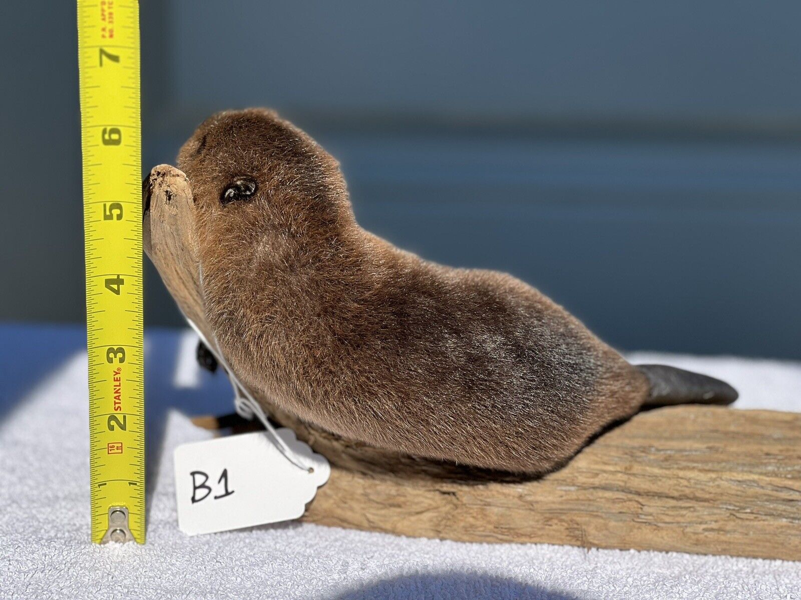 Museum Quality Beautiful Adorable Fatty Beaver Kit Taxidermy Mount Art Wildlife