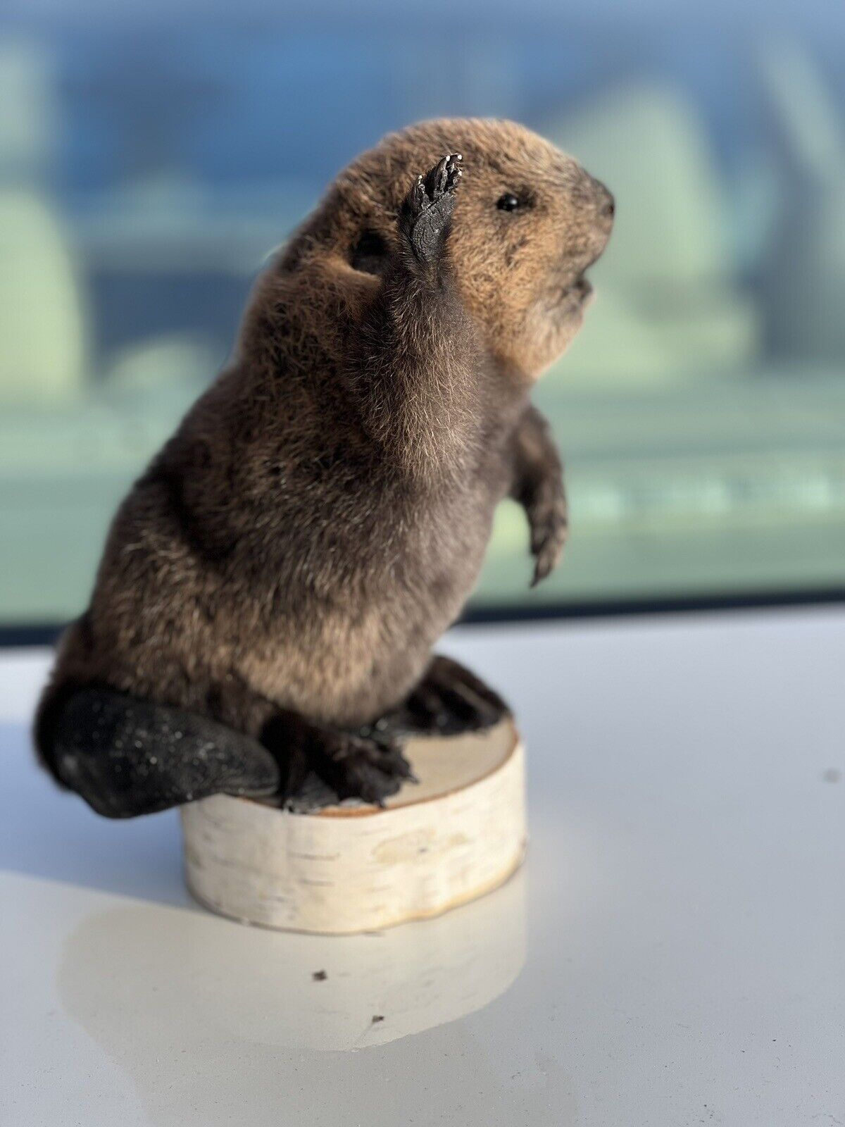 Museum Quality Beautiful Adorable Fatty Beaver Kit Taxidermy Mount Art Wildlife