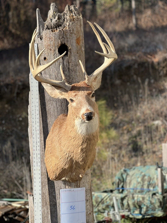 Shoulder Mount   White Tail Deer Real  Antler  Taxidermy Wall Mount
