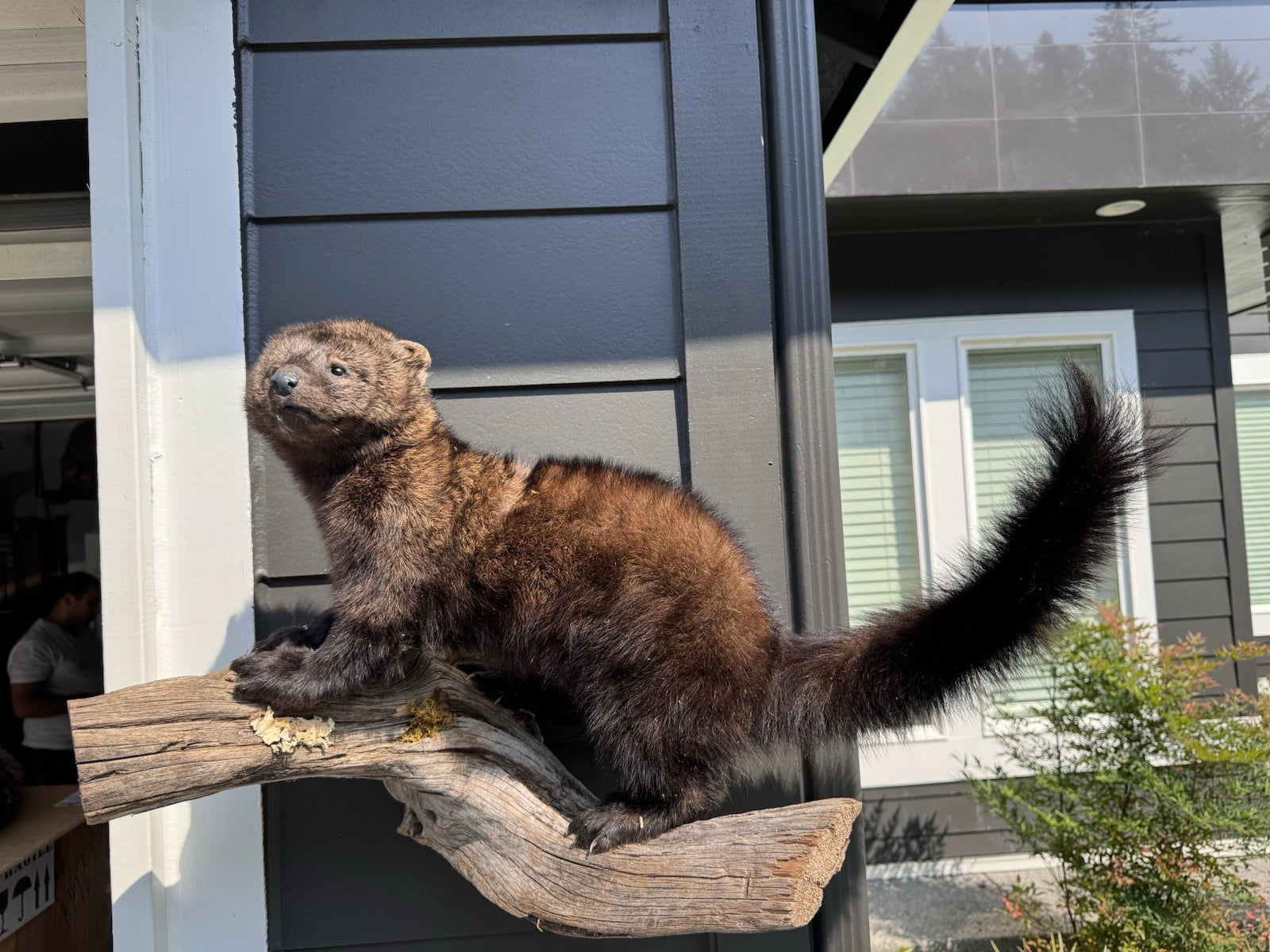 Fisher Life-Size Taxidermy Wall Mount