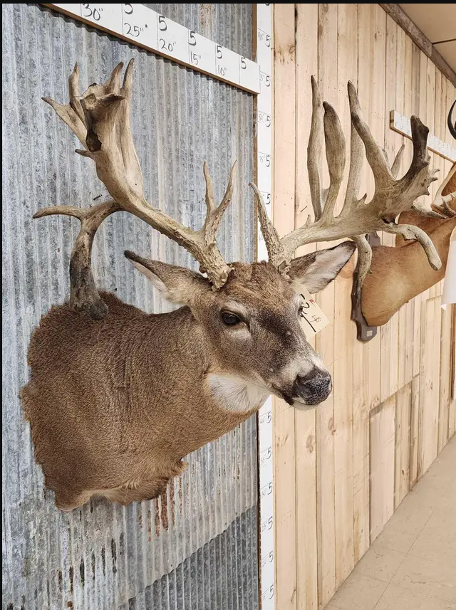 White Tail Deer Real  HUGE Antler  Taxidermy Wall Mount 300 CLASS ANTLERS