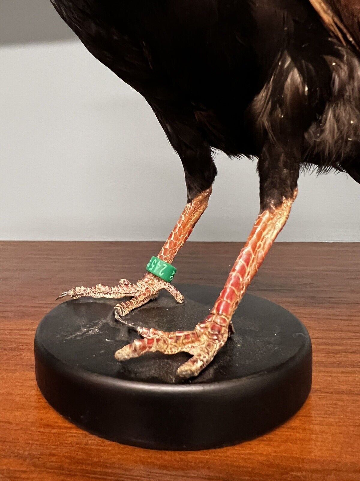 Real taxidermy crested partridge/roul-roul male