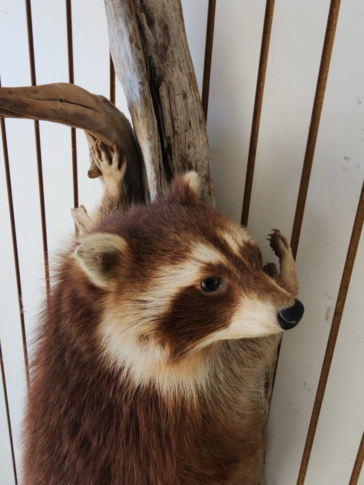 Big FAT Cinnamon Phase Raccoon Full Body Taxidermy Mount