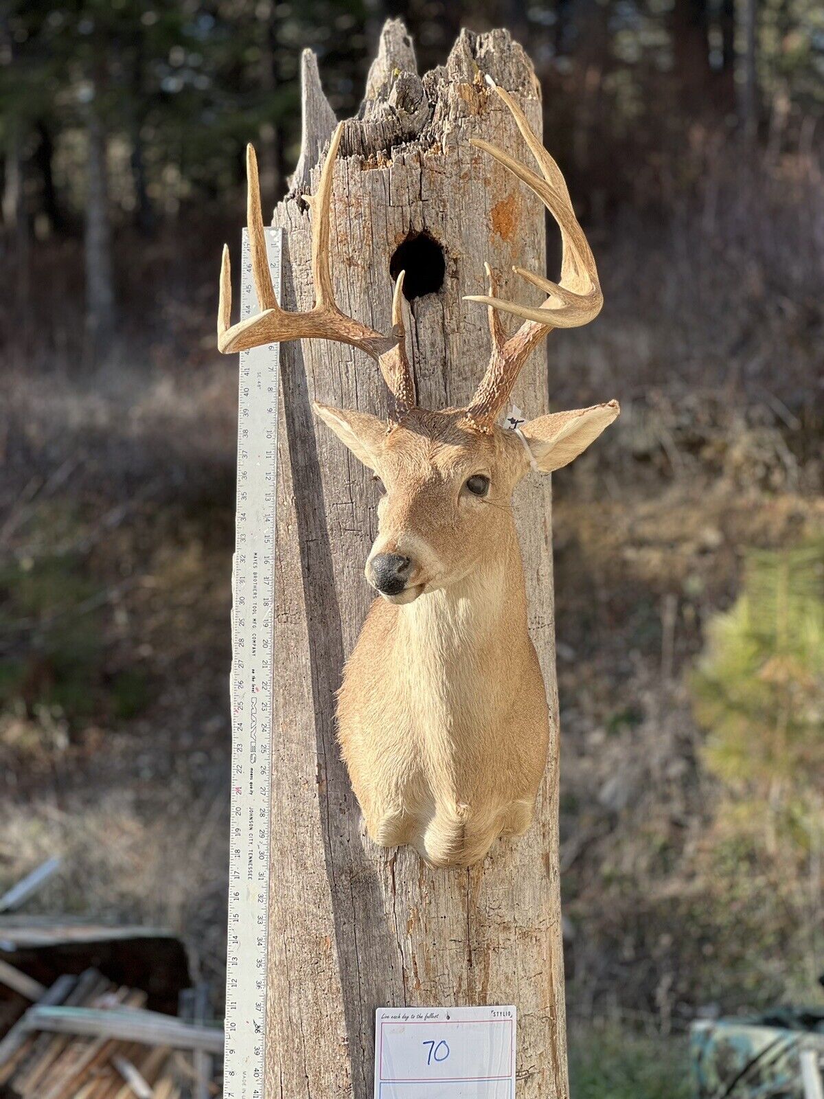 Shoulder Mount   White Tail Deer Real  Antler  Taxidermy Wall Mount