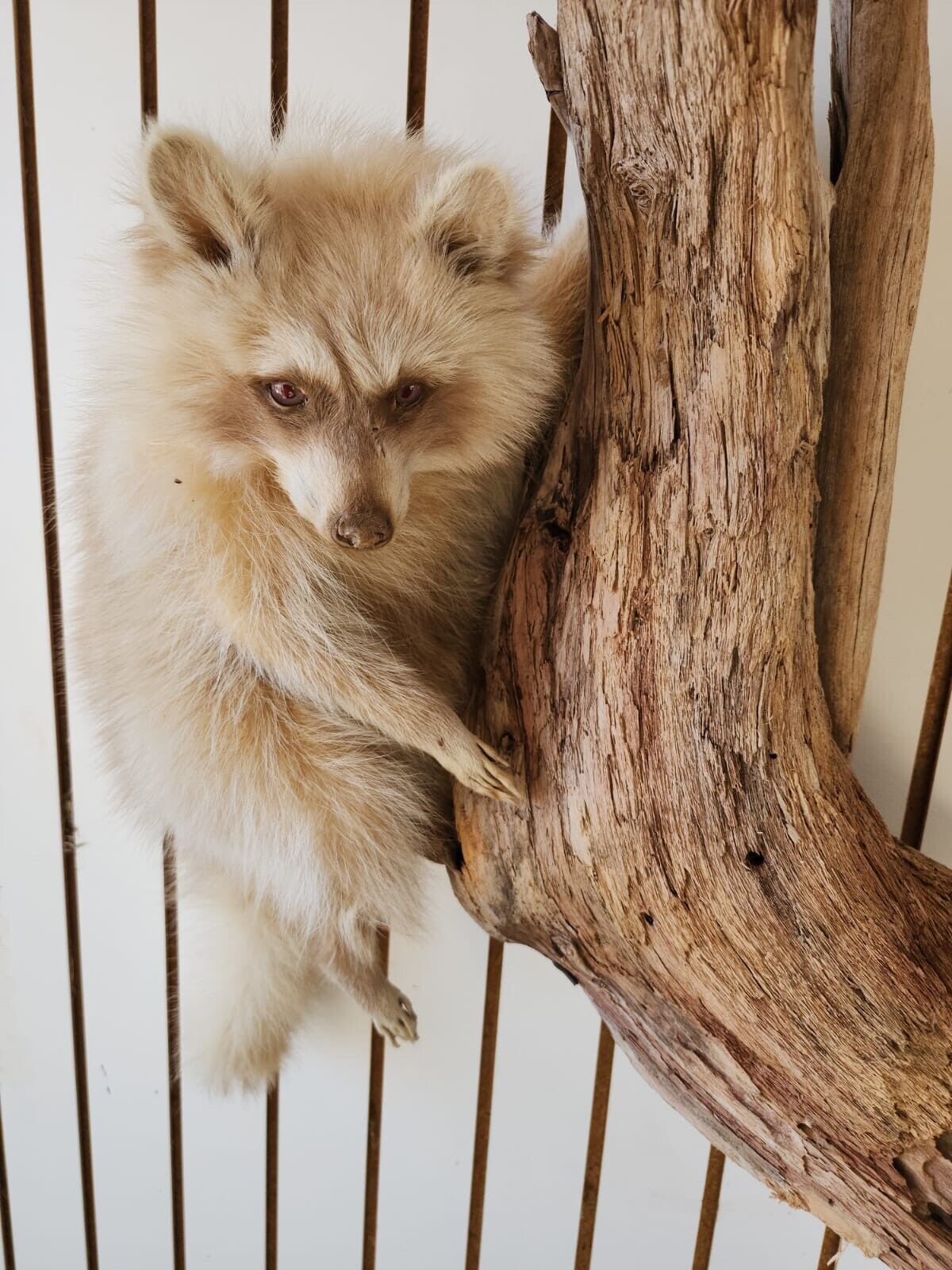 Blonde / Albino Raccoon Full Body Taxidermy Mount
