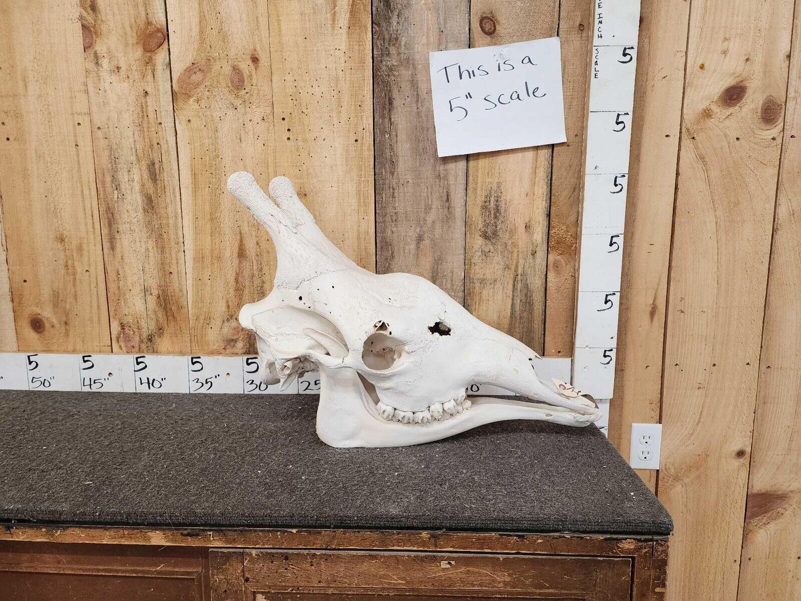 Real Giraffe Skull Male Giraffa camelopardalis - Full Upper and Lower Jaws