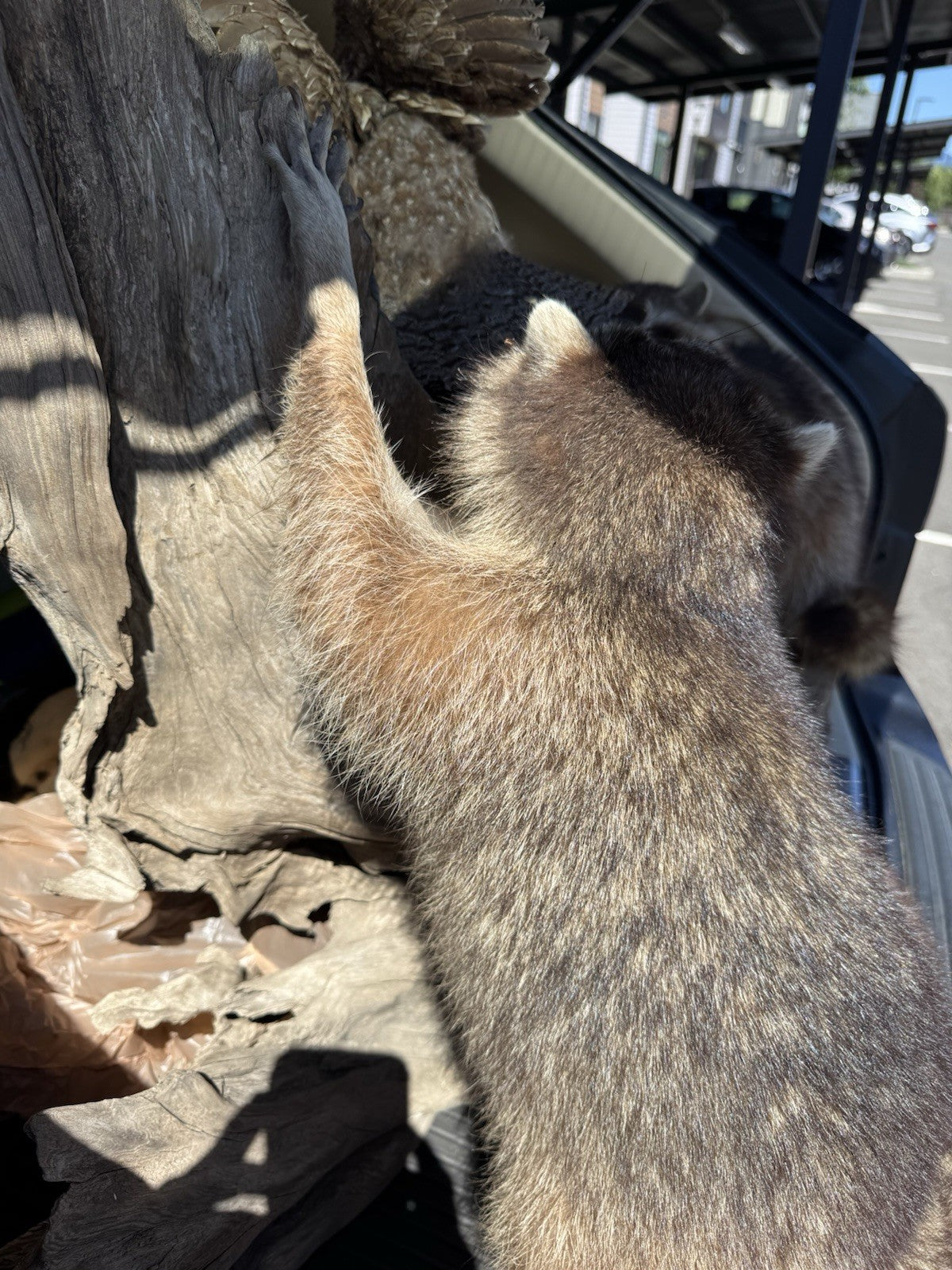 Two Raccoon Full Body Taxidermy Wall Mount  /  Long Fluffy Fur on  Wooden Log