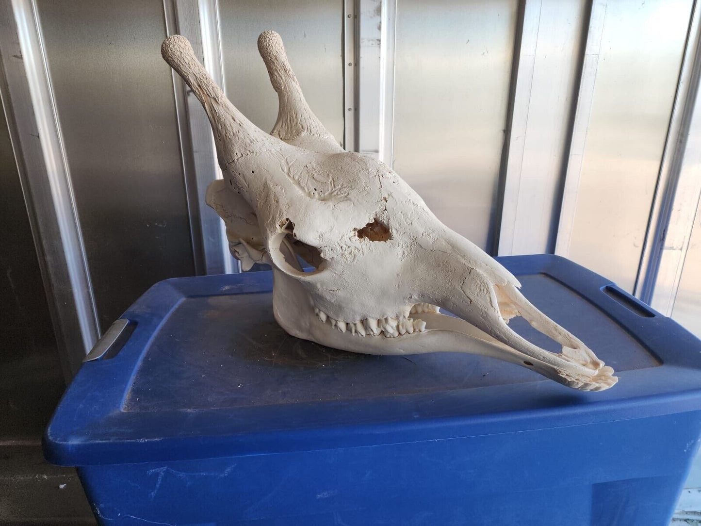 Real Giraffe Skull Male Giraffa camelopardalis - Full Upper and Lower Jaws