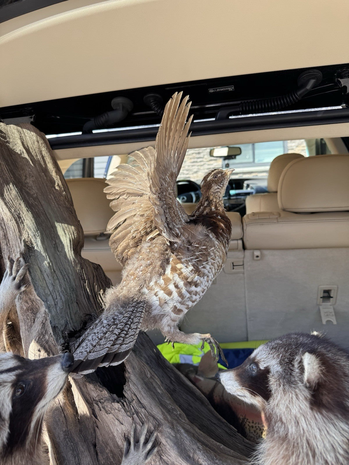 Two Raccoon Full Body Taxidermy Wall Mount  /  Long Fluffy Fur on  Wooden Log