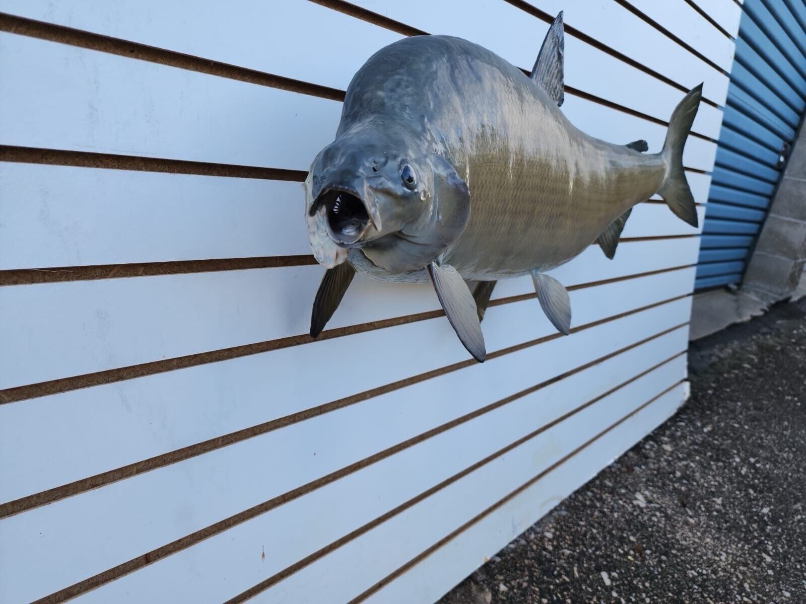 Big 31" Carp Real Skin Fish Taxidermy