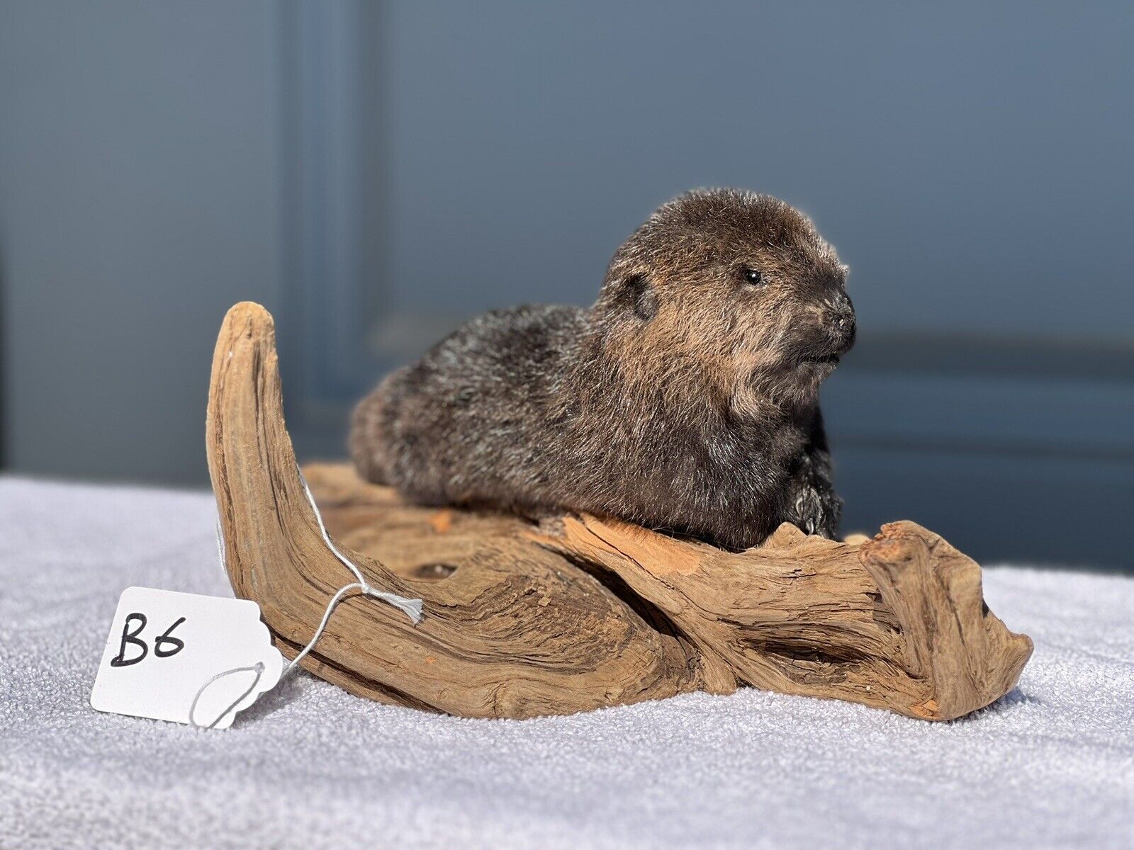 Museum Quality Beautiful Adorable Fatty Beaver Kit Taxidermy Mount Art Wildlife