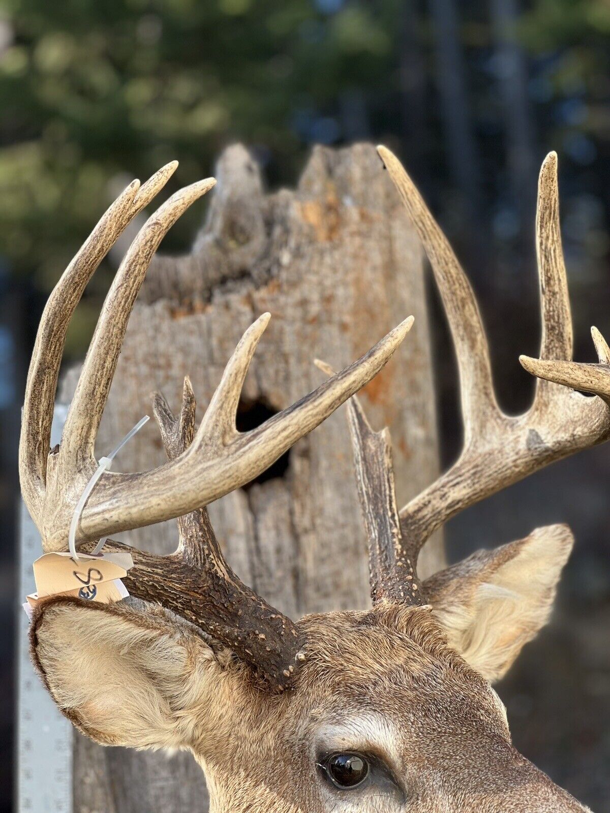 Shoulder Mount   White Tail Deer Real  Antler  Taxidermy Wall Mount