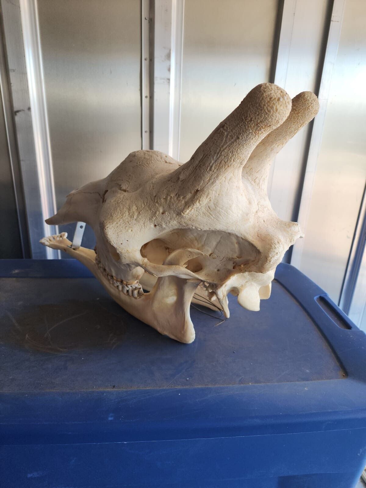 Real Giraffe Skull (Female) - Giraffa camelopardalis - Full Upper and Lower Jaws