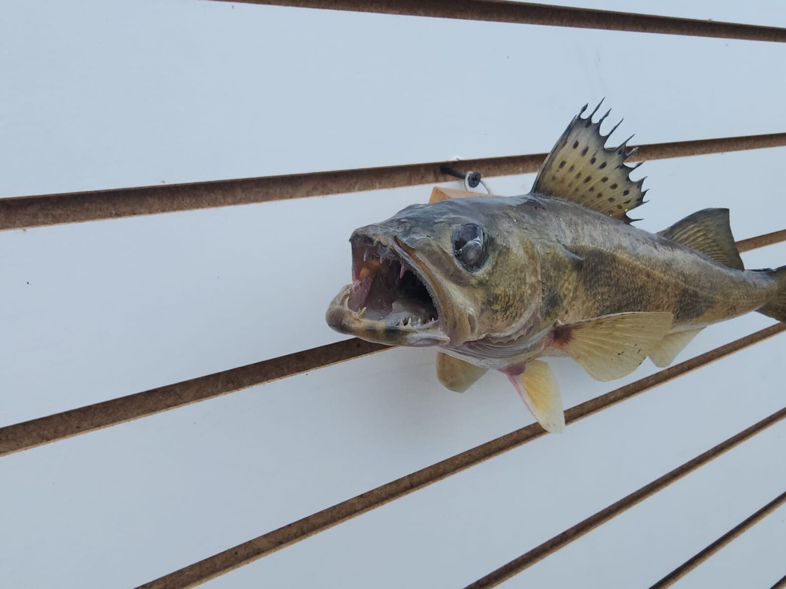 14" Sauger Real Skin Fish Taxidermy