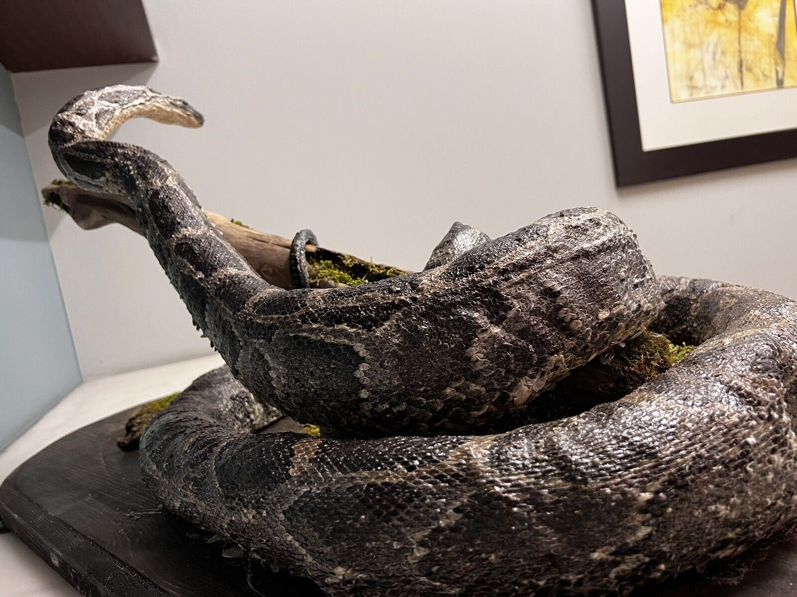 Python Snake Taxidermy Mount