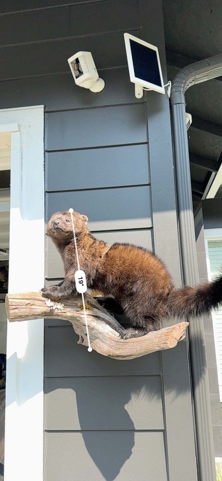 Fisher Life-Size Taxidermy Wall Mount