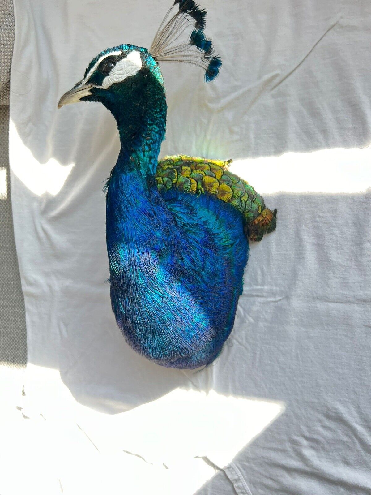 Museum quality MALE PEACOCK  Shoulder Taxidermy WALL-Mount