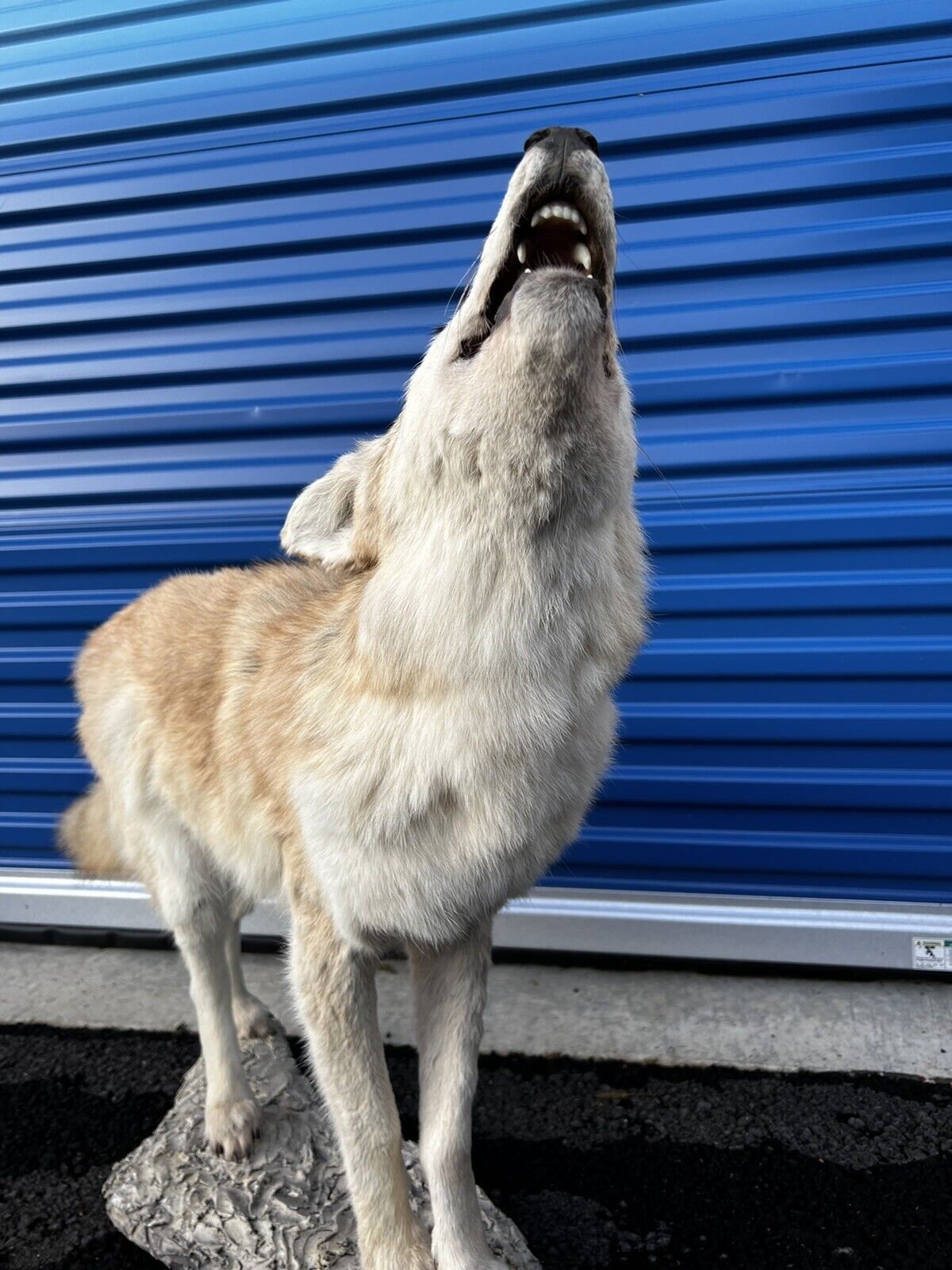 Beautiful Howling Coyote Taxidermy Life Size Mount