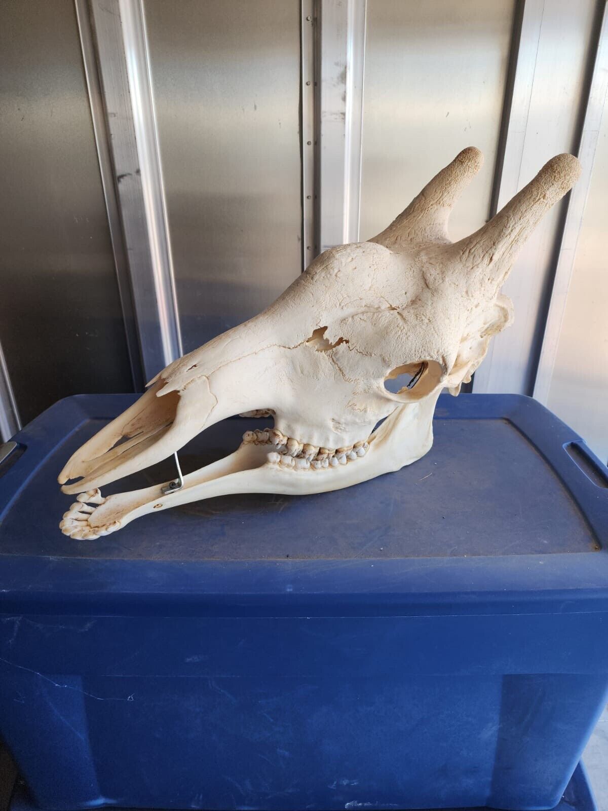 Real Giraffe Skull (Female) - Giraffa camelopardalis - Full Upper and Lower Jaws