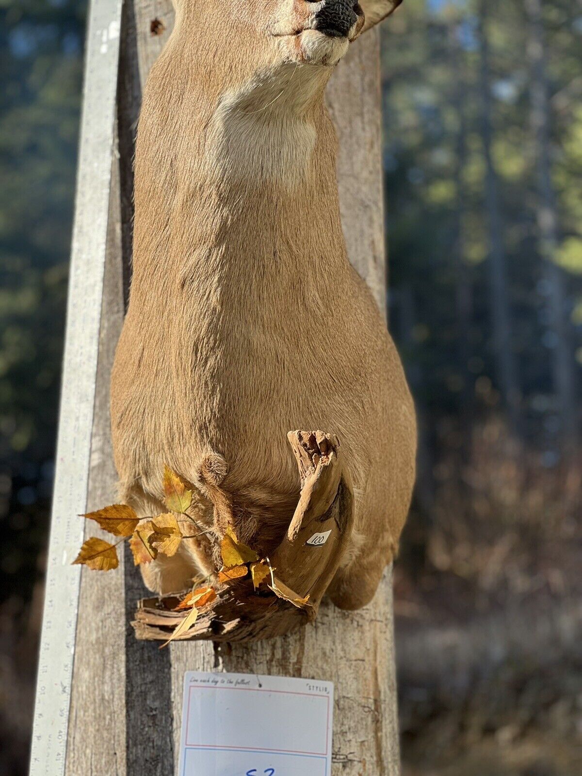 Shoulder Mount   White Tail Deer Real  Antler  Taxidermy Wall Mount