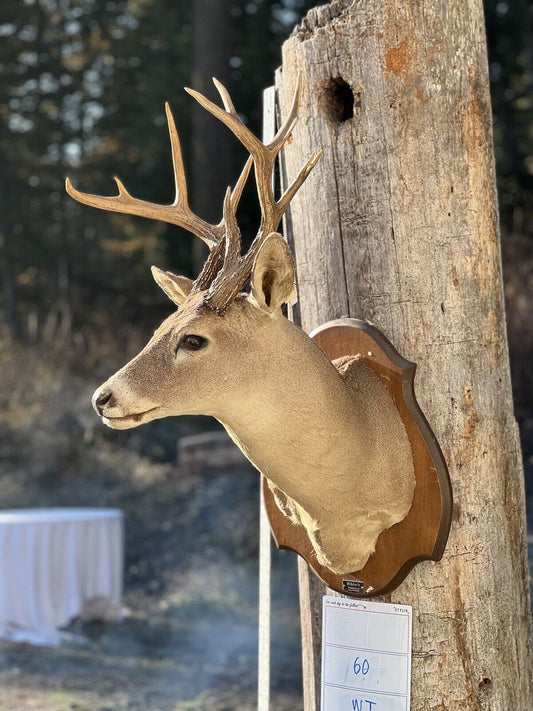 Shoulder Mount   White Tail Deer Real  Antler  Taxidermy Wall Mount