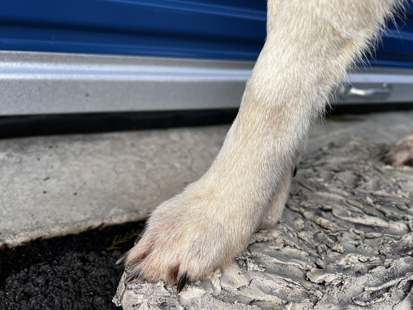 Beautiful Howling Coyote Taxidermy Life Size Mount
