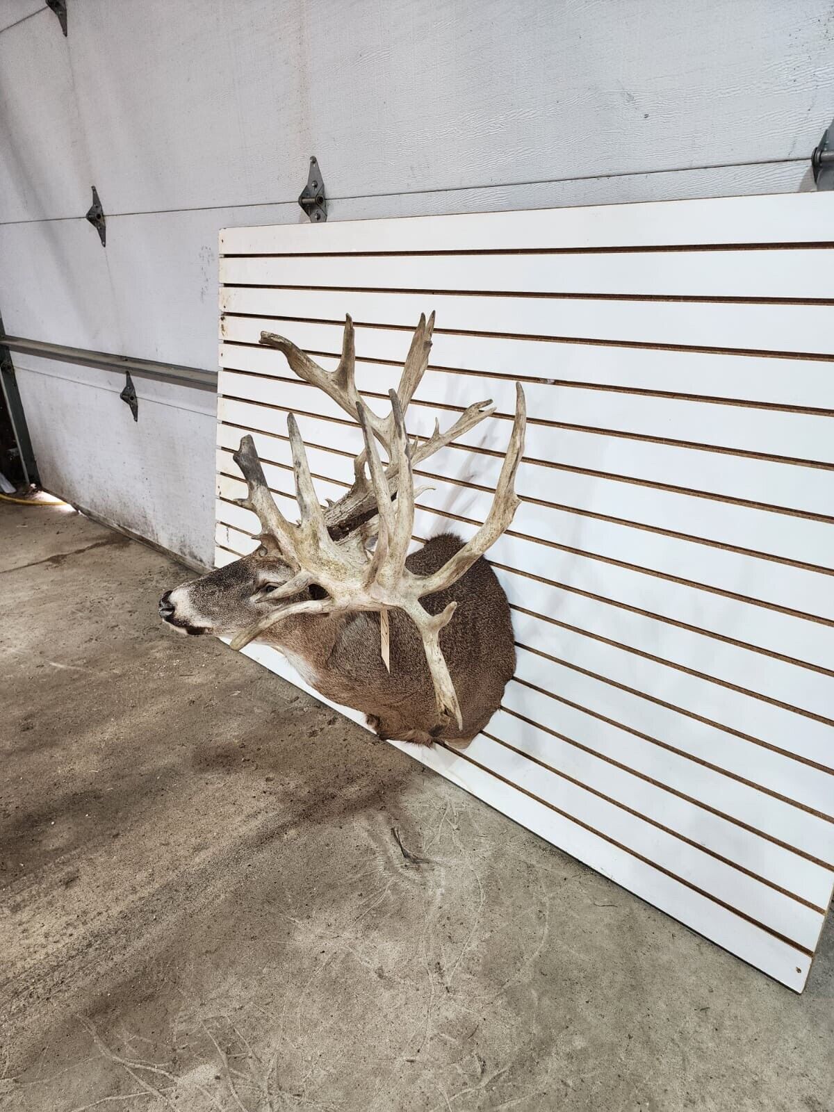 White Tail Deer Real  HUGE Antler  Taxidermy Wall Mount 300 CLASS ANTLERS