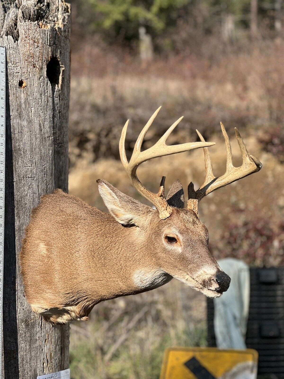 Shoulder Mount   White Tail Deer Real  Antler  Taxidermy Wall Mount