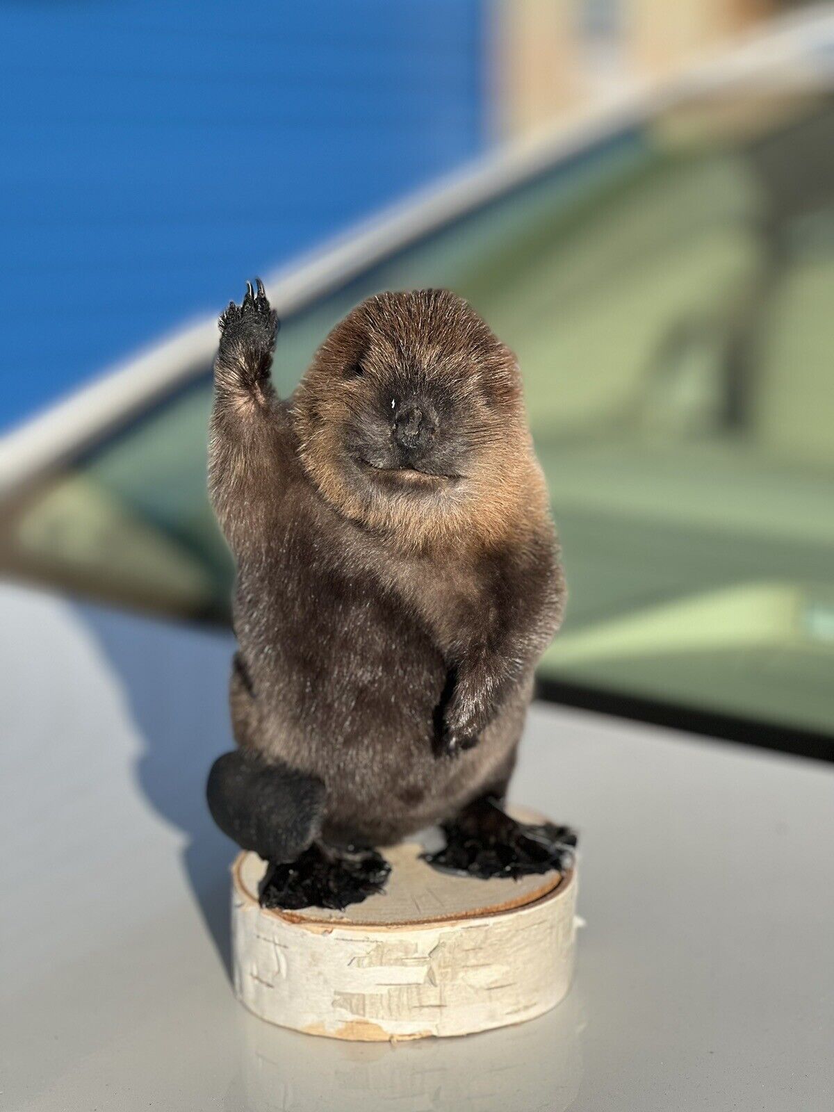 Museum Quality Beautiful Adorable Fatty Beaver Kit Taxidermy Mount Art Wildlife