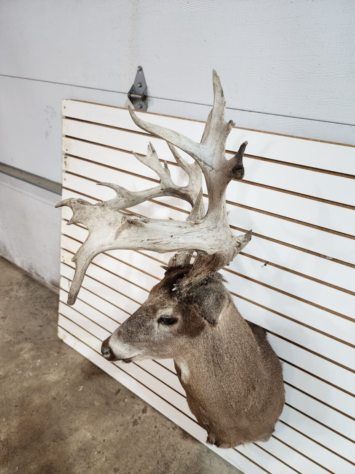 White Tail Deer Real  Antler  Taxidermy Wall Mount- shoulder mount
