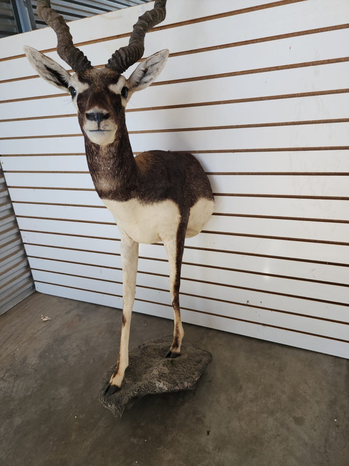 Indian Black Buck Half Body Taxidermy Mount