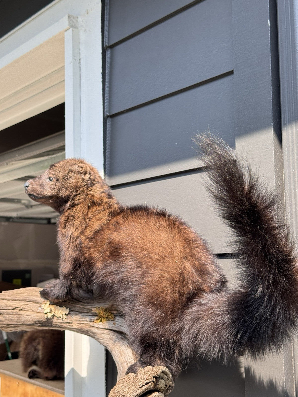 Fisher Life-Size Taxidermy Wall Mount