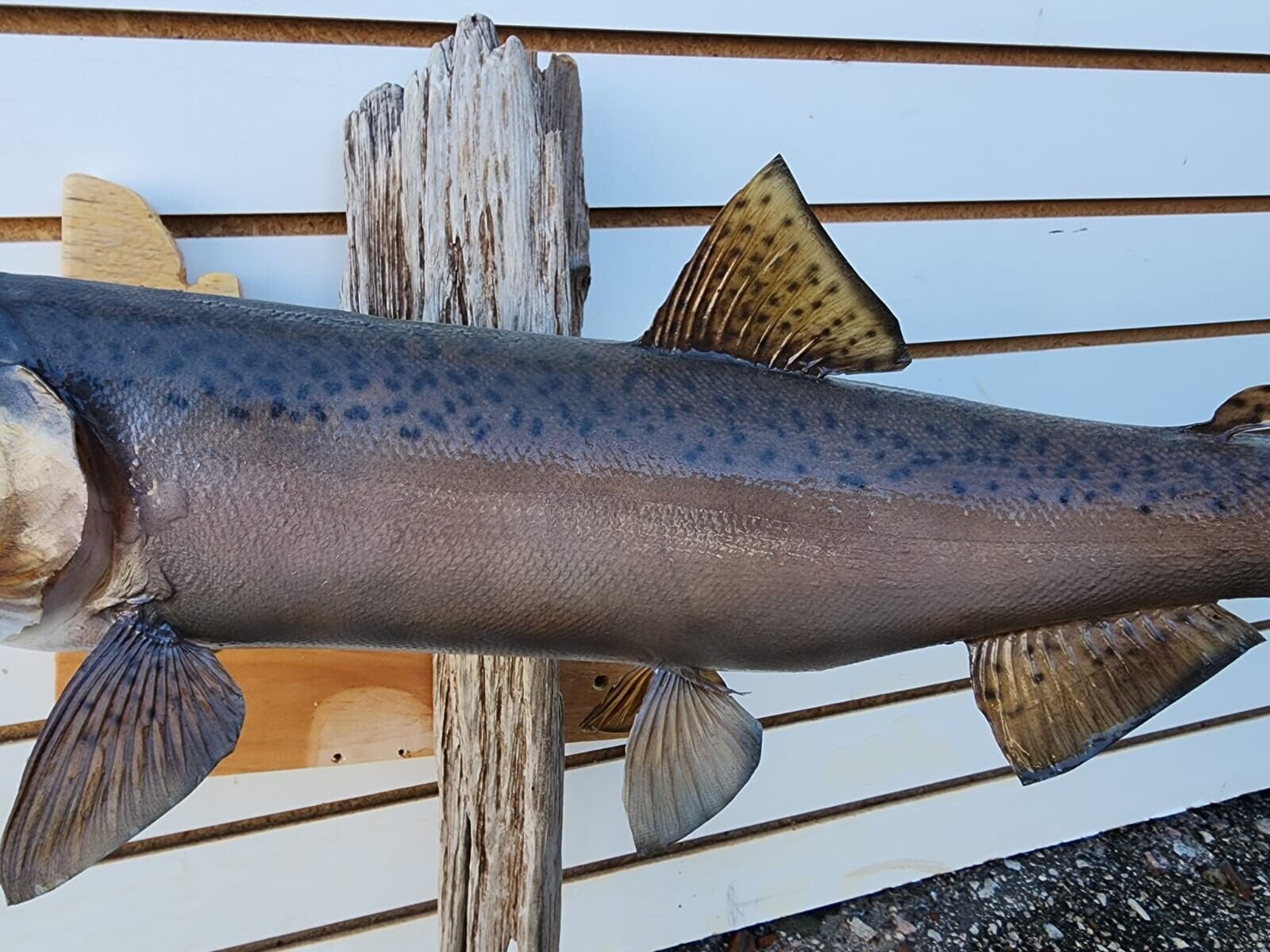 24" Steelhead Real Skin Fish Taxidermy