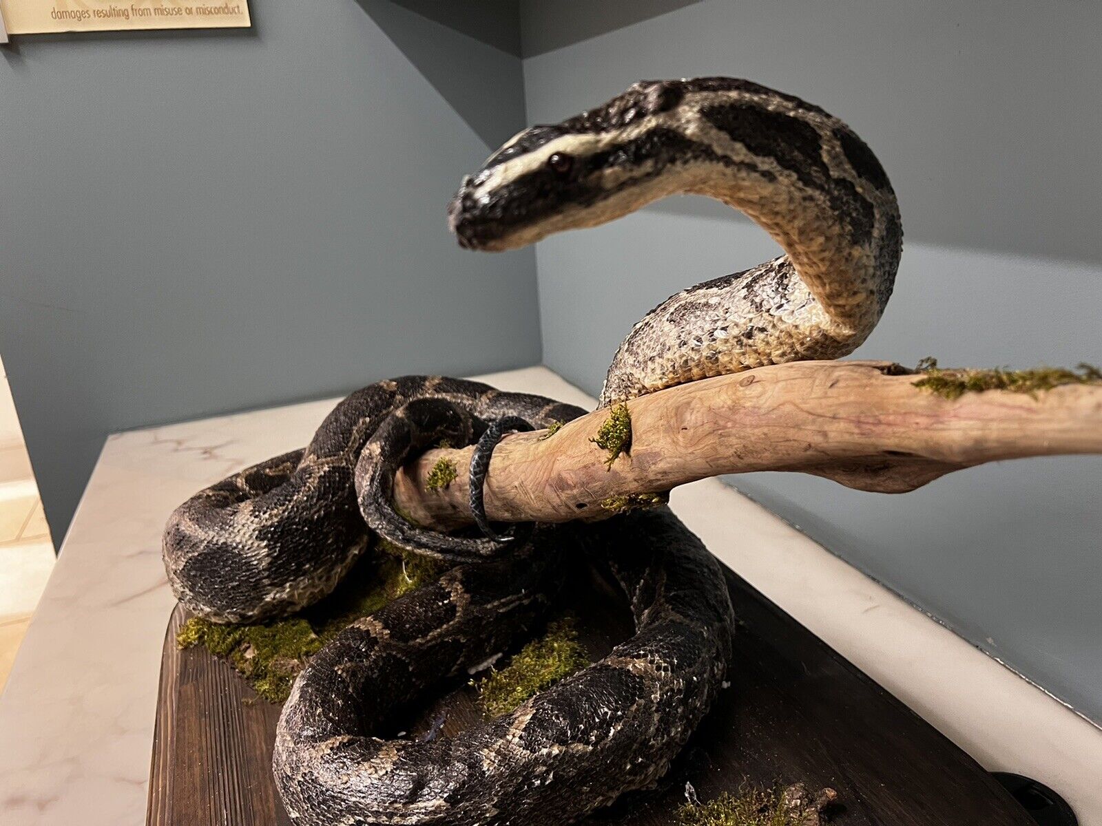 Python Snake Taxidermy Mount