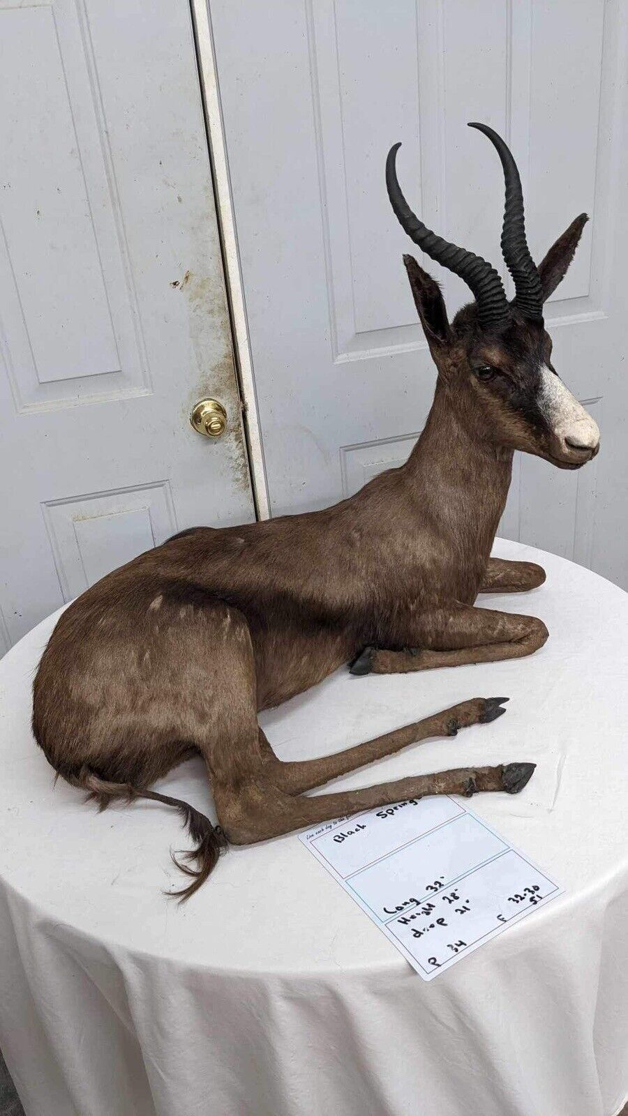 Black springbok Taxidermy Full Body Mount