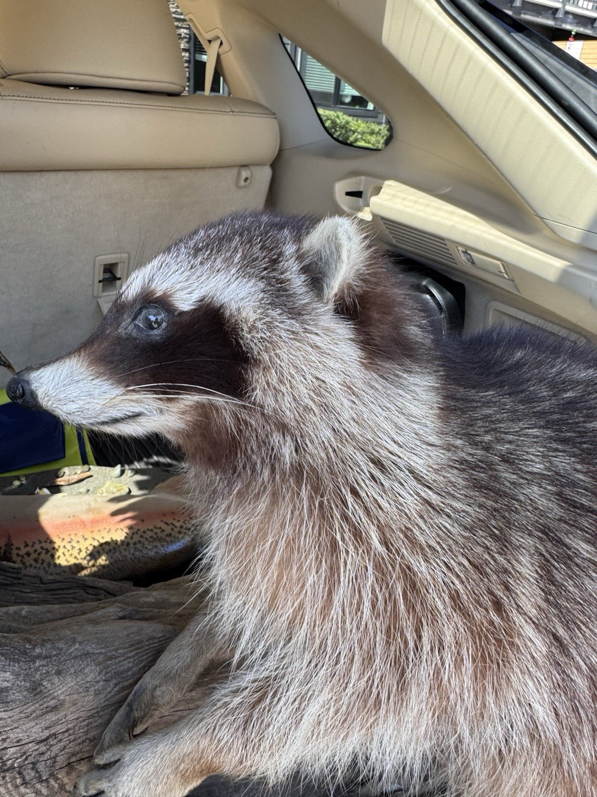 Two Raccoon Full Body Taxidermy Wall Mount  /  Long Fluffy Fur on  Wooden Log