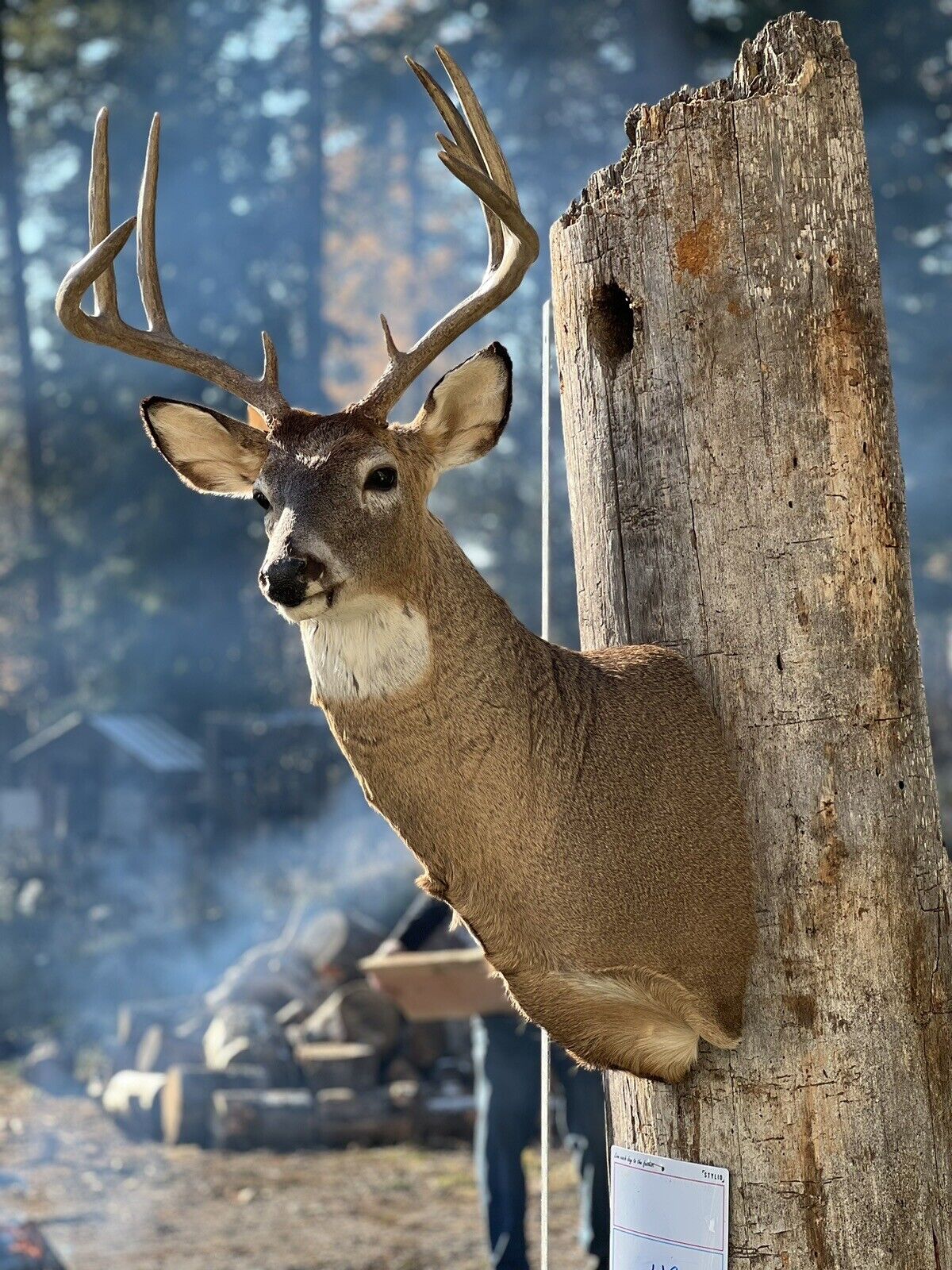 Shoulder Mount   White Tail Deer Real  Antler  Taxidermy Wall Mount