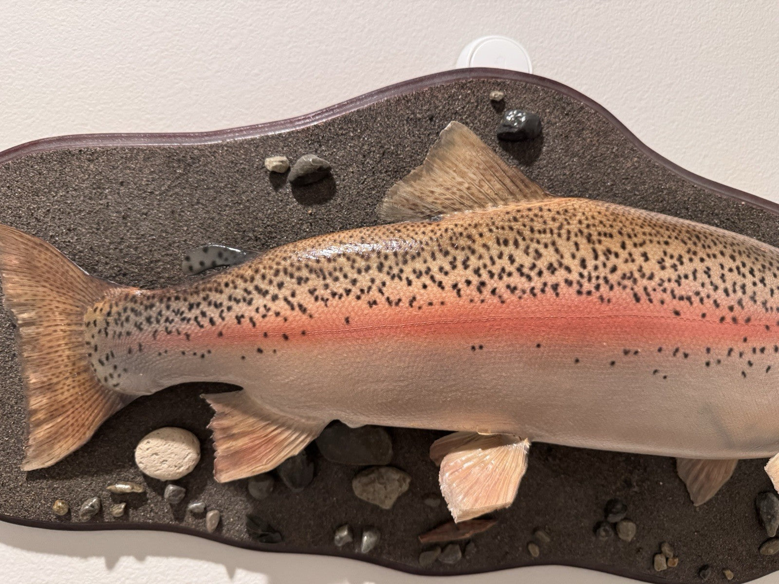 26" Rainbow Trout Fish Taxidermy Wall Mount
