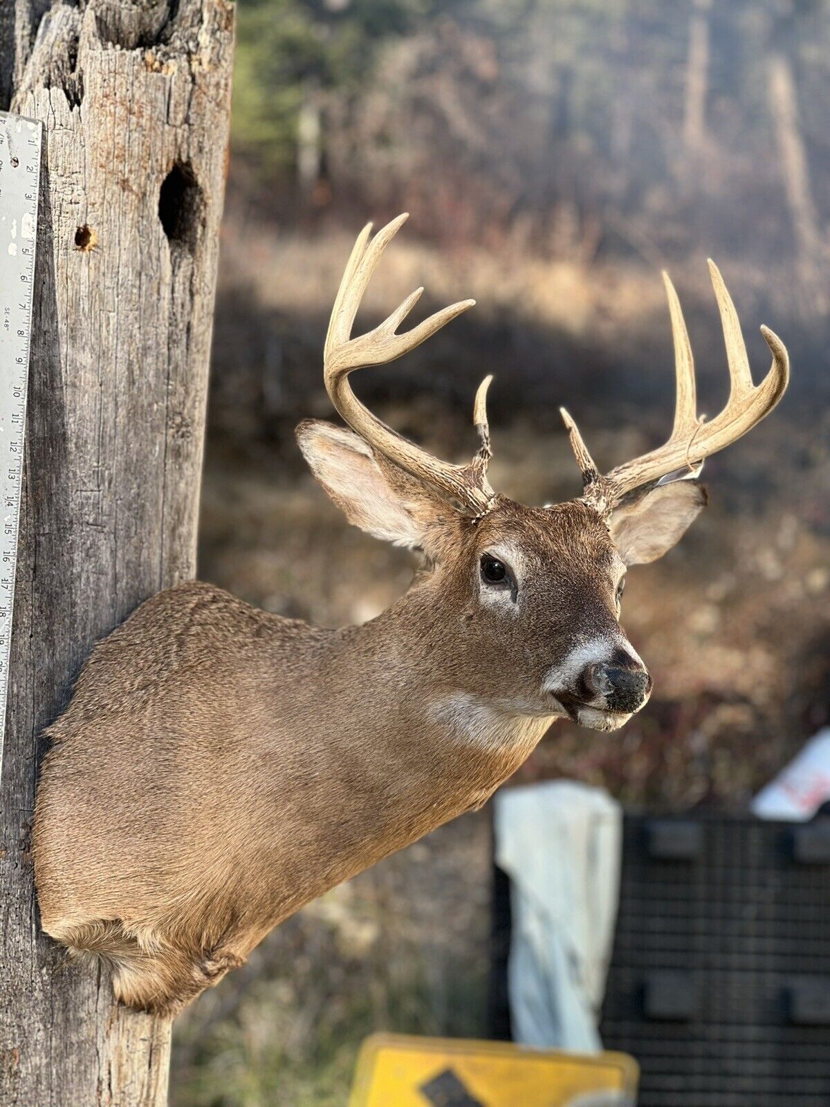 Shoulder Mount   White Tail Deer Real  Antler  Taxidermy Wall Mount
