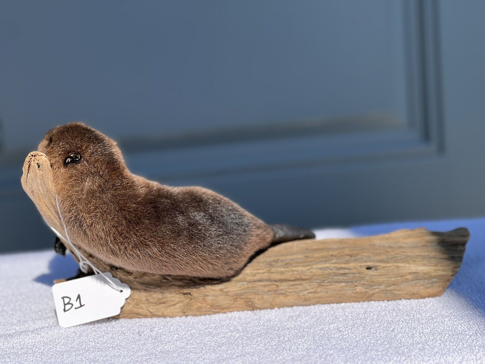 Museum Quality Beautiful Adorable Fatty Beaver Kit Taxidermy Mount Art Wildlife