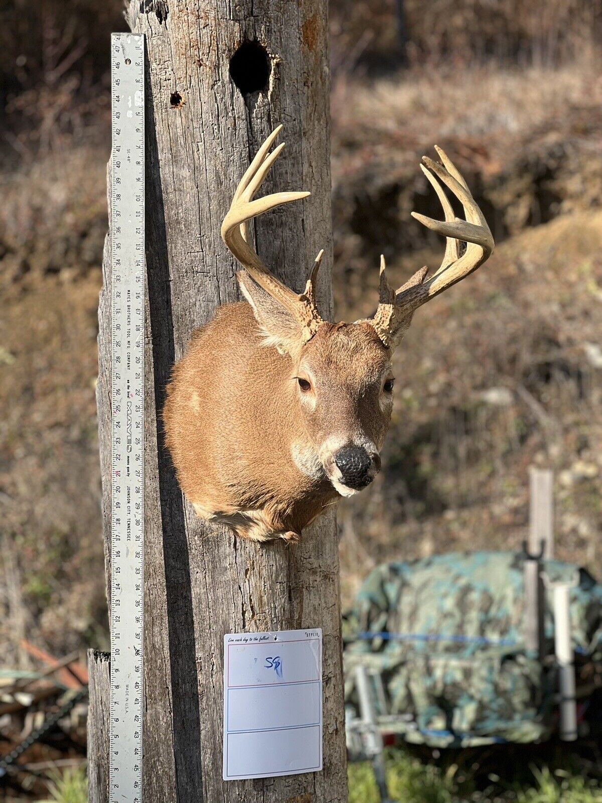 Shoulder Mount   White Tail Deer Real  Antler  Taxidermy Wall Mount