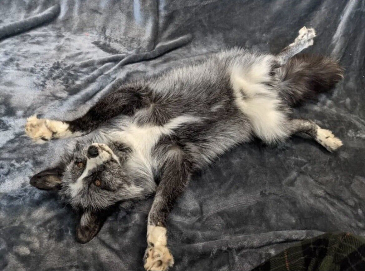 Silver White Mark Fox Soft Mount Taxidermy- High Museum Quality