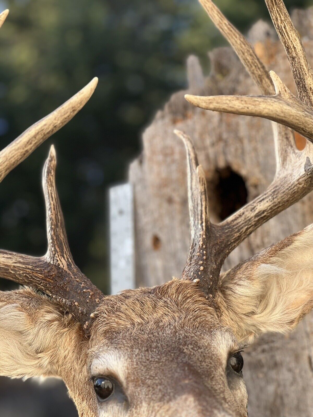 Shoulder Mount   White Tail Deer Real  Antler  Taxidermy Wall Mount