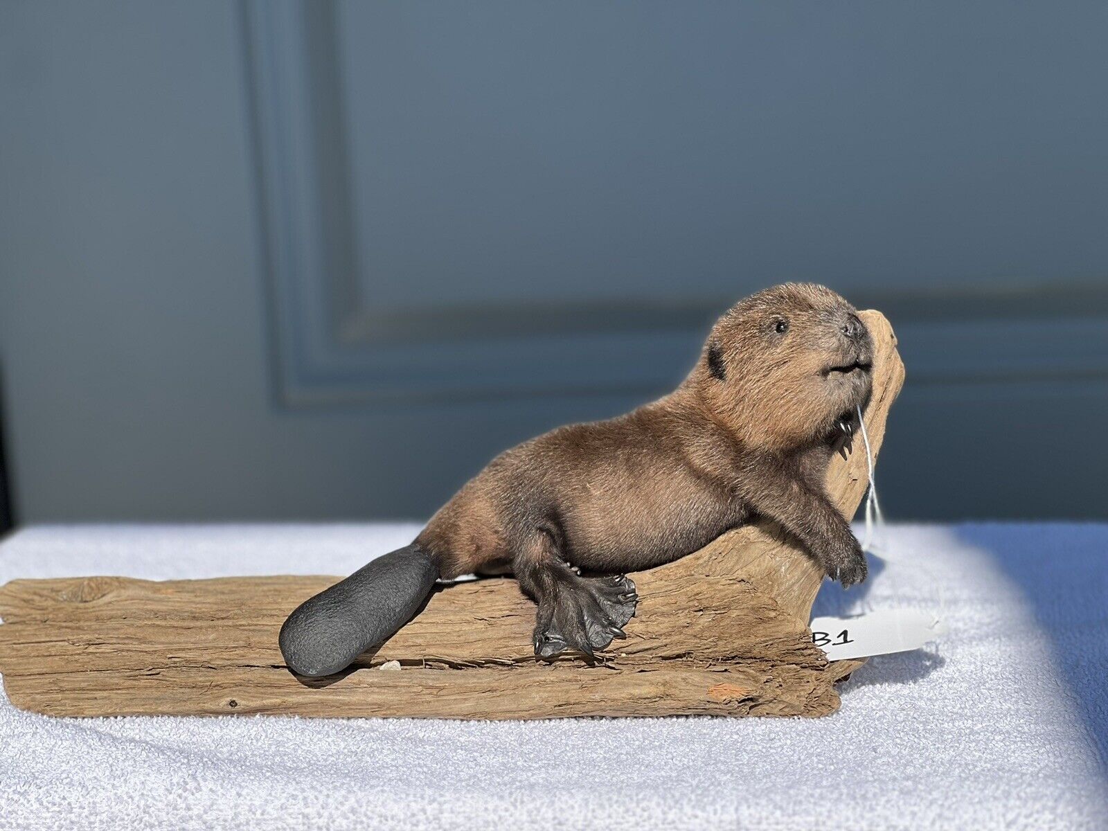 Museum Quality Beautiful Adorable Fatty Beaver Kit Taxidermy Mount Art Wildlife