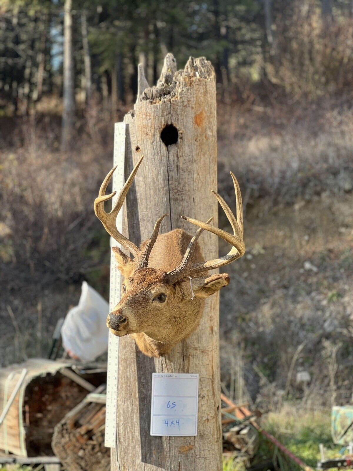 Shoulder Mount   Mule Deer Real  Antler  Taxidermy Wall Mount
