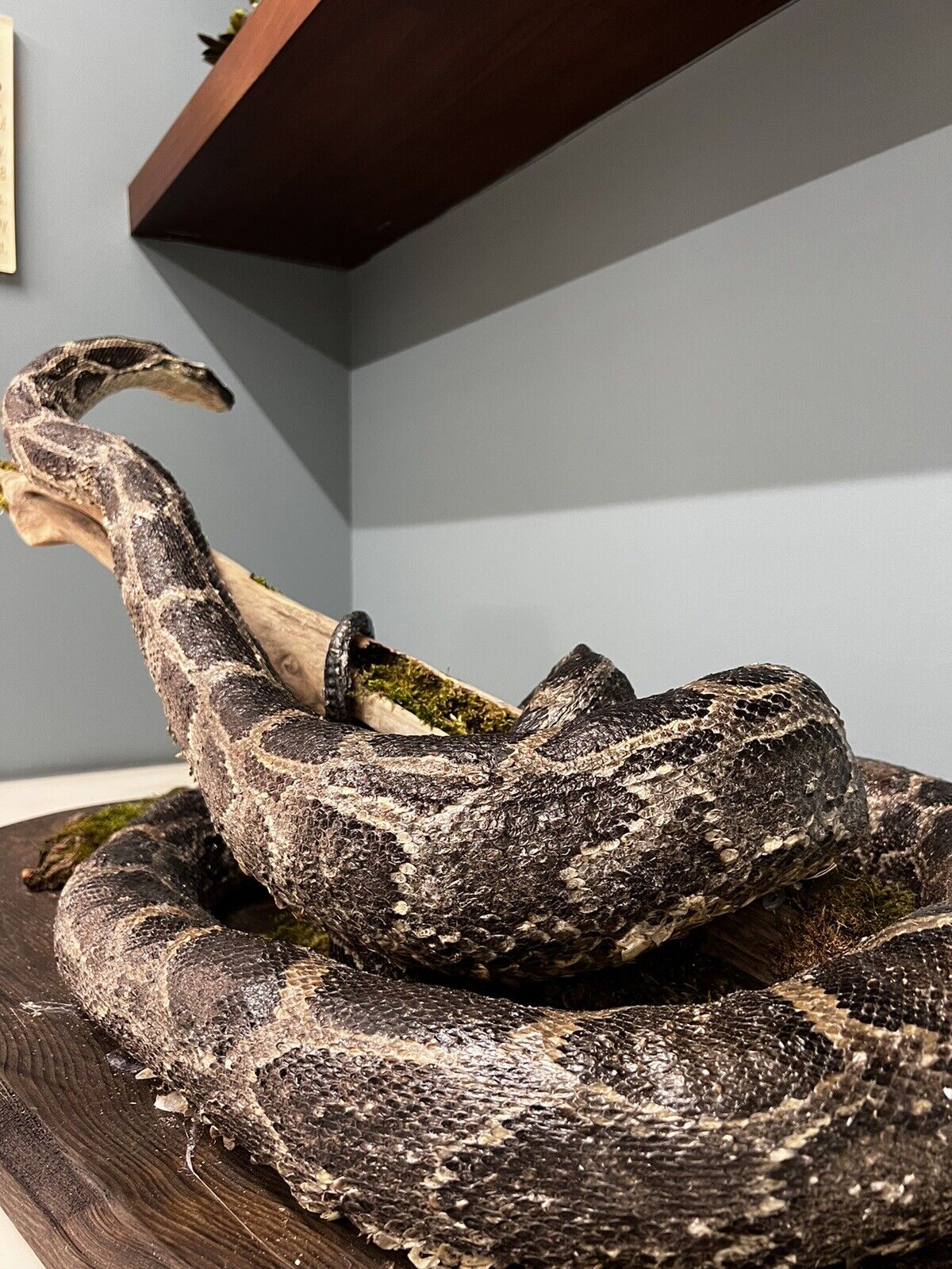 Python Snake Taxidermy Mount