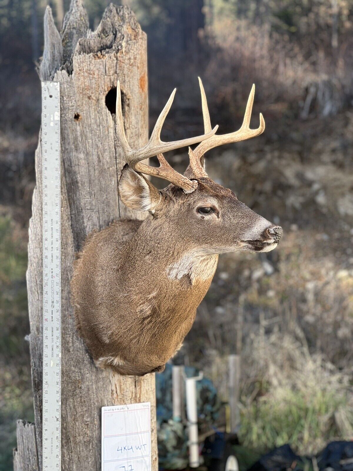 Shoulder Mount  Mule  Deer Real  Antler  Taxidermy Wall Mount
