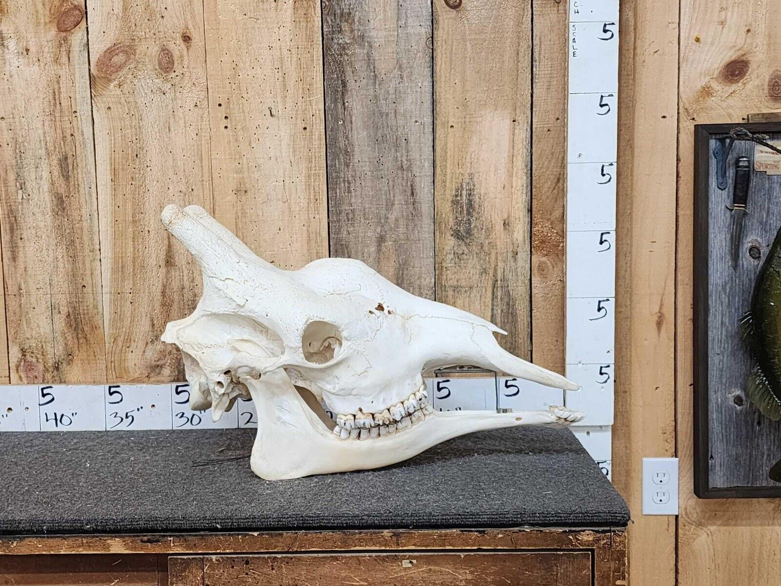 Real Giraffe Skull (Female) - Giraffa camelopardalis - Full Upper and Lower Jaws